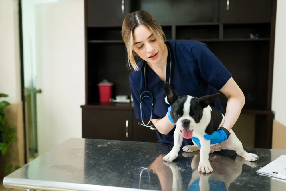 dog therapy services (1)